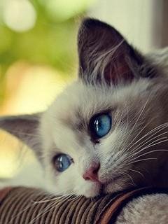 Взлом java Игр