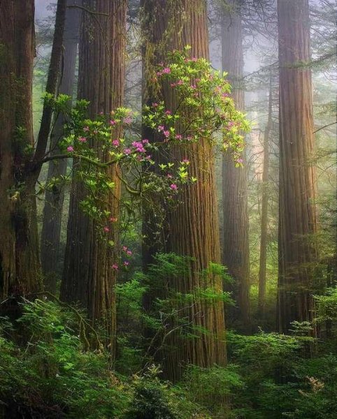 Лес. Эдатрон 2