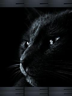 Black cat