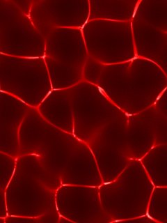 file_19156804