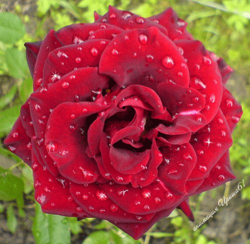 Роза в каплях росы..