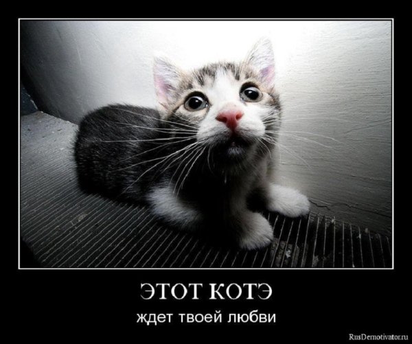 Этот котэ...