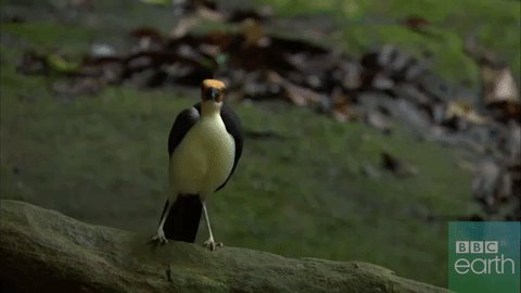Лысая ворона