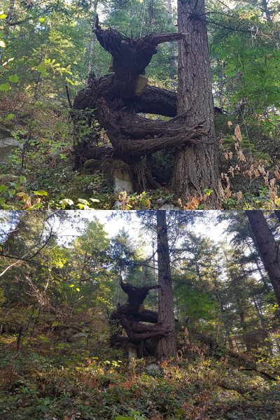 Дьявольское дерево