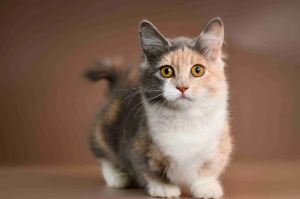Котёнок