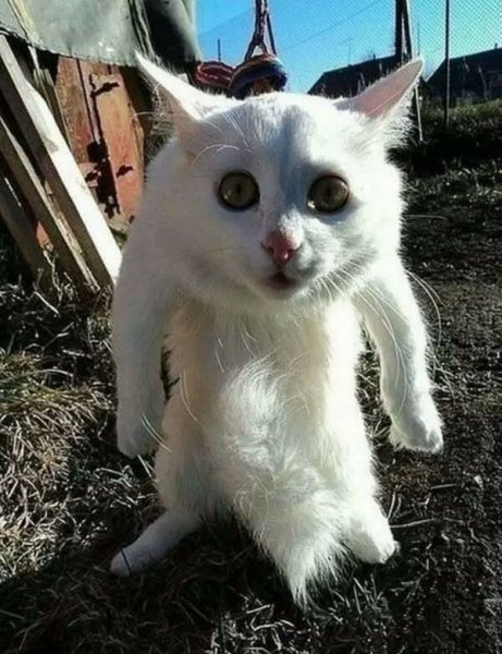 FB IMG 1775505278588