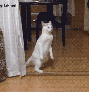 Кот-Зомби
