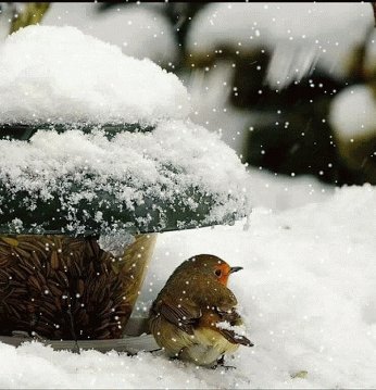 Воробей зимой