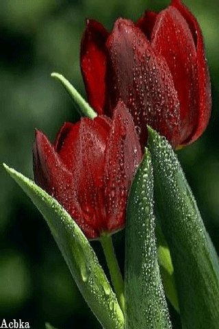 file_93205019