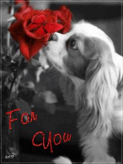 Пёсик и роза