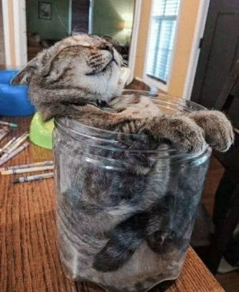Без кота и жизнь не та!