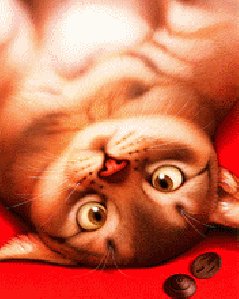 Cat Ani