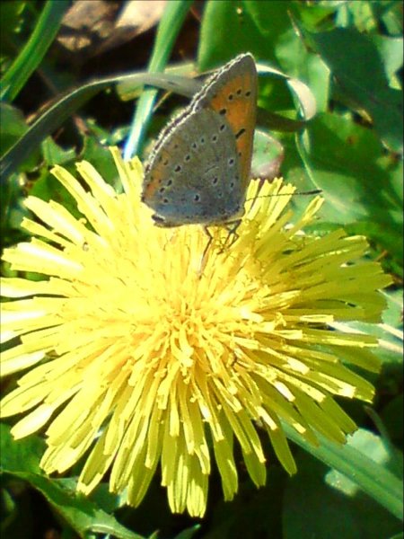 Priroda