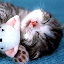 My cat МТС UKR
