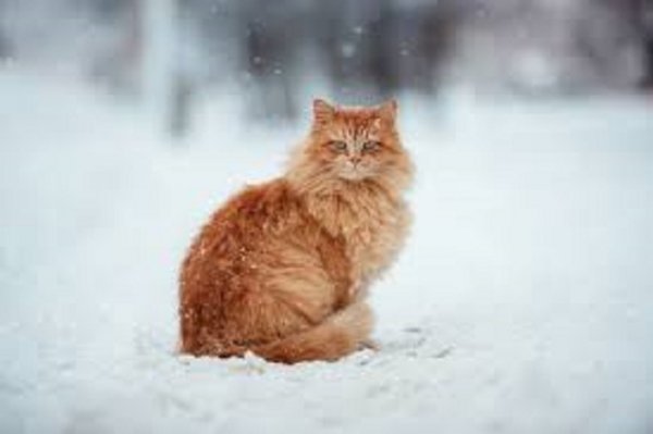 Кот зимой. (14)