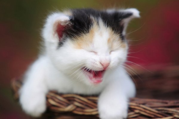 Laughing-Cat-2880x1920