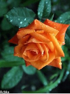 Solnechnaya roza (havafara)