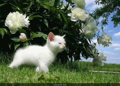 43d9b7a6cd55564f809e071a8cc02fcc13625097