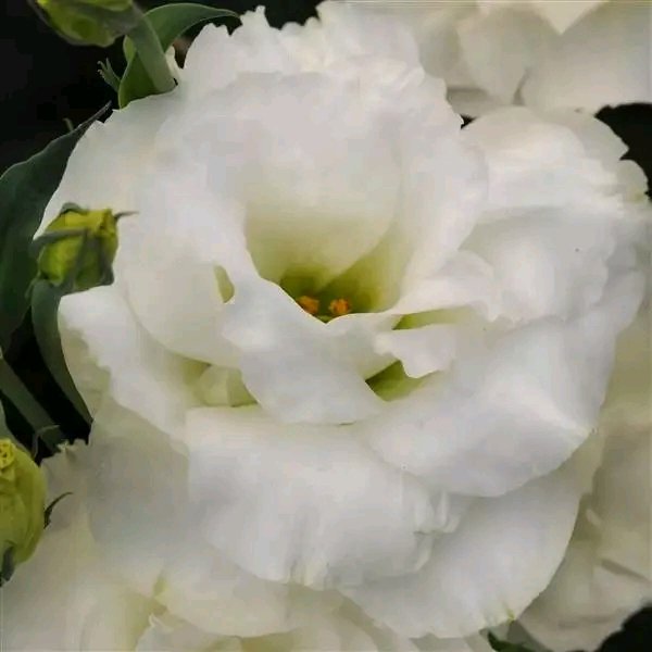 file_96291745