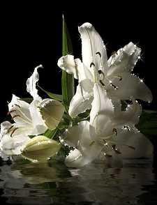 х2 белые цветы