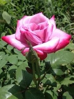 roses slide 4 pictures