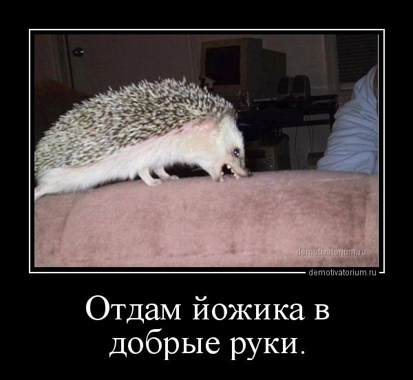 otdam jojika v dobrie ruki 54434