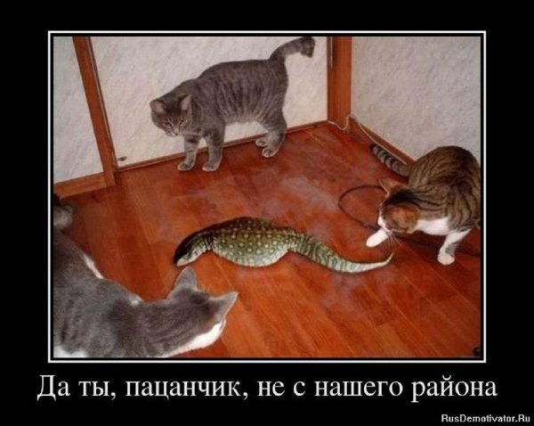 Да, ты не с нашего района