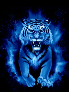 Blue-icopnc tigr