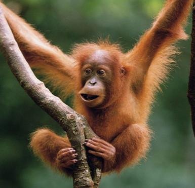 Monkey around