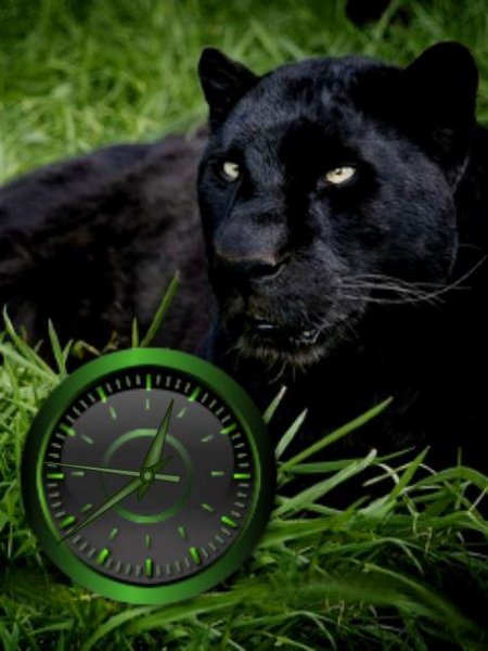 pantera (love)