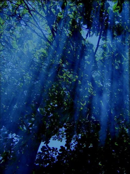 звуки природы - музыка души