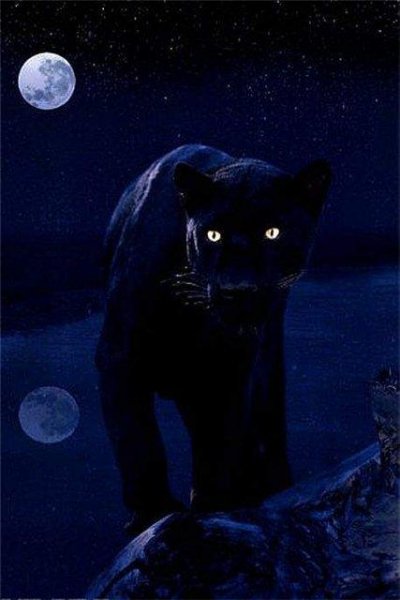 Мелиан. Охота Дикой Кошки