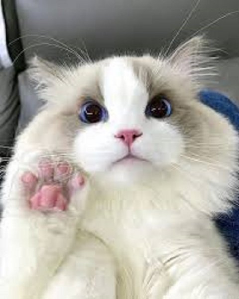 Привет от кота