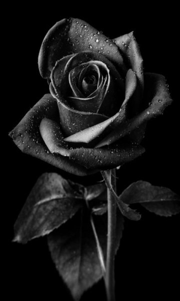Black Rose-wallpaper-10709883
