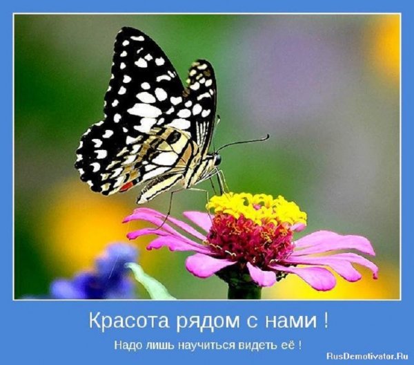 Красота рядом с нами