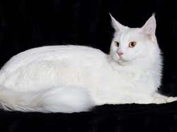 Белый кот. (6)