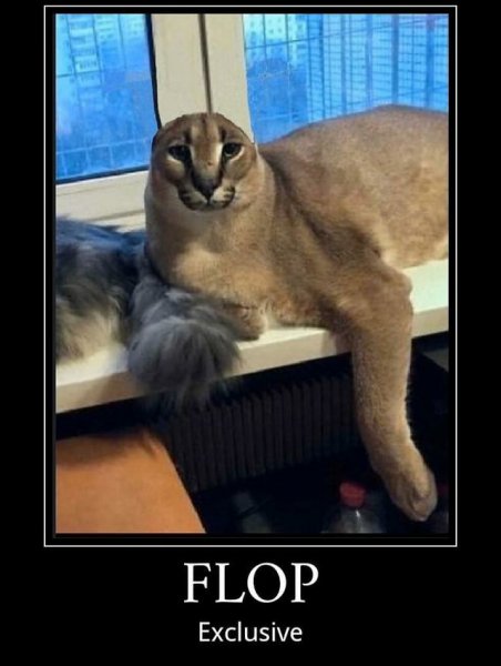 Floppa