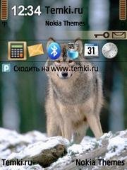 Volk 9