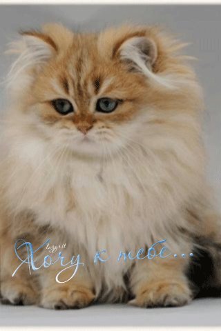 file_50460354