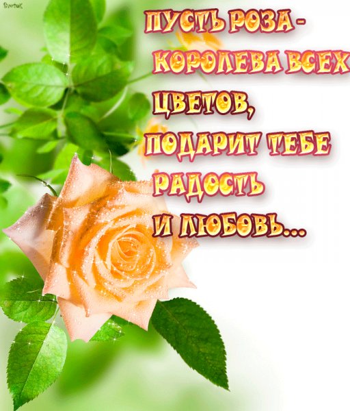 пусть роза любовь принесёт