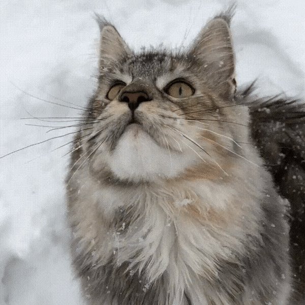 котэ мейн-кун