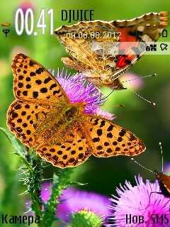 orangebutt bpoa6c32