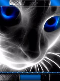 Cats Blue eyes