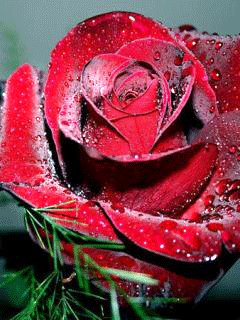 file_13386918