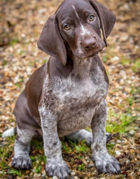 Курцхаар (12)