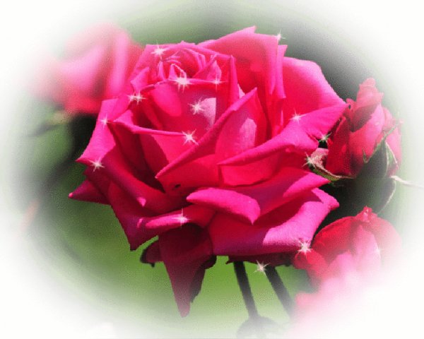 Красивая роза