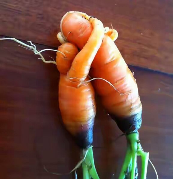 fruit5