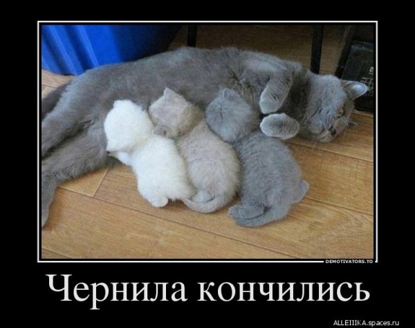 Кошка с котятами :)