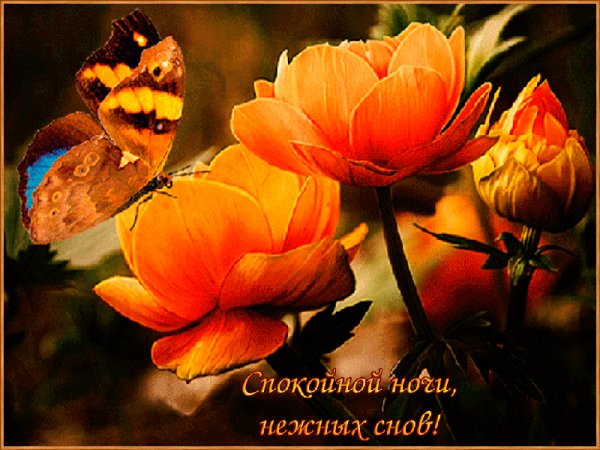 Спокойной ночи! Нежных снов!
