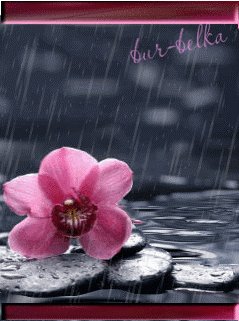 Орхидея под дождем (bur belka)